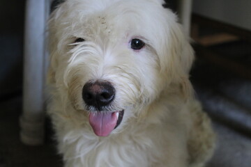 white dog portrait