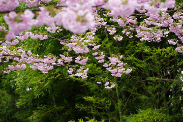 日本の桜の花と竹