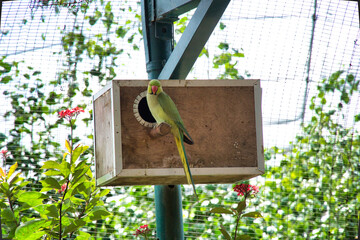 Green indian ring-necked parakeet sitting in the bird house