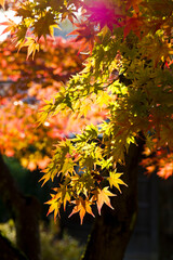 The maple is colored in beautiful red and yellow.