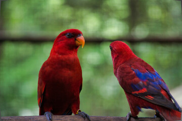 Red lory bird sitting on the branch