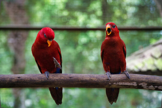 Red lory bird sitting on the branch