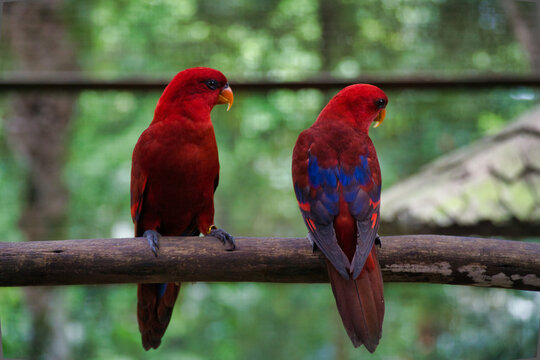 Red lory bird sitting on the branch