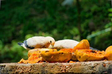 White pigeons eating the papaya