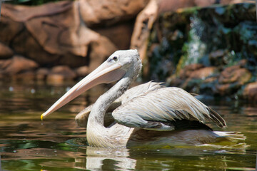 White pelican swimming in the pond
