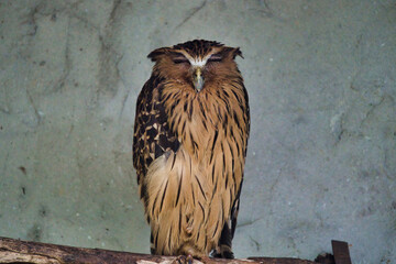 Owl sleeping on the tree