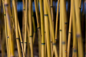Bamboo stalks yellow close-up.Eco-friendly natural material.Tropical forest plants.Group of...