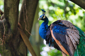 Obraz premium peacock in the park