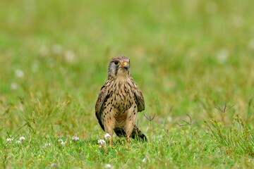 シロツメグサ咲く広場でくつろぐチョウゲンボウ