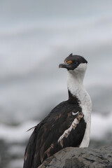 Imperial Shag - Blue Eyed, Phalacrocorax bransfielddansis, black and white cormorant with blue eye from Falkland Islands. 