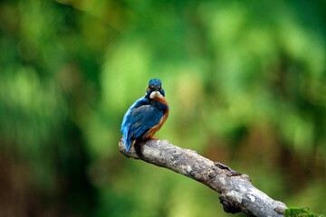 Kingfisher perching, preening and fishing on the river bank