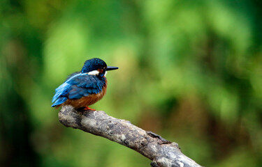 Kingfisher perching, preening and fishing on the river bank
