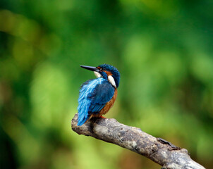 Kingfisher perching, preening and fishing on the river bank