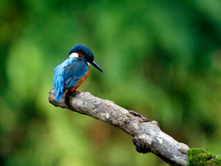 Kingfisher perching, preening and fishing on the river bank