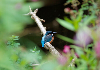 Kingfisher perching, preening and fishing on the river bank