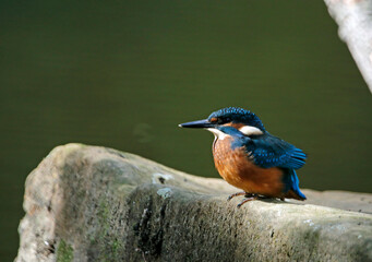 Kingfisher perching, preening and fishing on the river bank