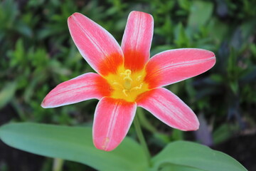 Red tulip flower in the city spring garden