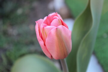 Pink tulip flower in the city spring garden