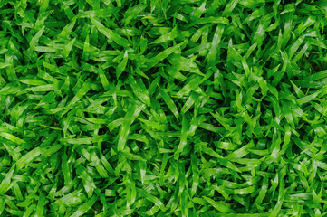 Naklejka premium Green grass texture background, Top view of grass garden Ideal concept used for making green flooring, lawn for training football pitch, Grass Golf Courses green lawn pattern textured background.