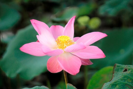 Natural photos: Lotus flowers are grown in (Viet Nam) 
