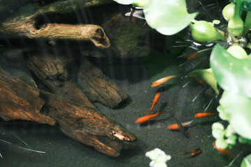流木とホテイアオイの中で泳ぐメダカ・金魚