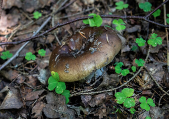 Mushrooms in their natural environment under the shade of trees (raw mushrooms, aspen mushrooms, porcini mushrooms, chanterelles).