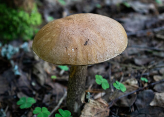 Mushrooms in their natural environment under the shade of trees (raw mushrooms, aspen mushrooms, porcini mushrooms, chanterelles).