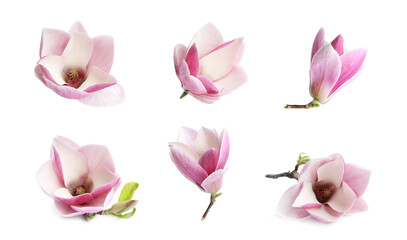 Set with beautiful magnolia flowers on white background. Spring blossom
