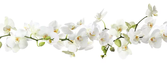 Plexiglas foto achterwand Branch of beautiful orchid on white background. Banner design © New Africa