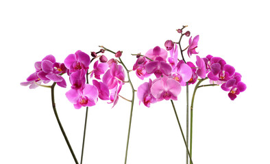 Set of beautiful tropical orchid flowers on white background