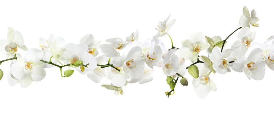 Branch of beautiful orchid on white background. Banner design