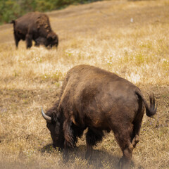 Bison grazes in a field, forest or reserve, nature, animals