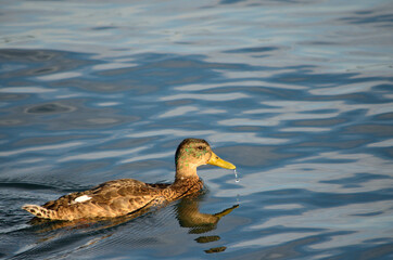 Duck
