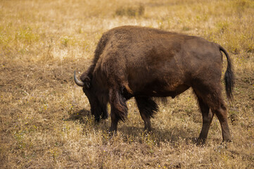 Huge bison eating in the steppe or field, close-up, wildlife