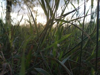 Fototapeta premium grass in the wind