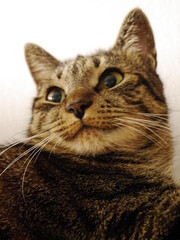 british shorthair cat