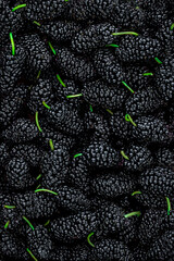 Mulberries. Fresh Mulberry berry background macro. Wallpaper. Food concept