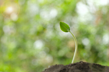 Closeup small young plant sprout with blurred green background, small depth of field. Concept for green environment, fresh nature, startup or new business beginning