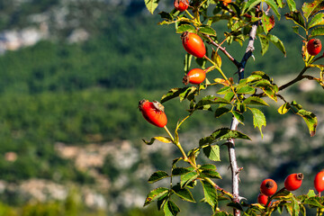 Dog Rose in Verdon Gorge, Gorges du Verdon in Provence, France