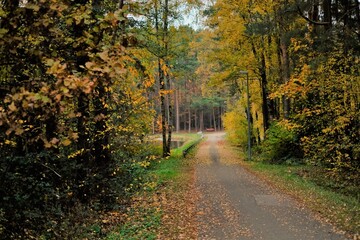 Autumn Park. Fall Road with yellow leaves . Autumn alley.Autumn road.Autumn landscape. Fall season.view of road with trees on a sunny day.