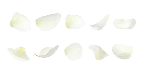 Set of fresh peony petals on white background. Banner design