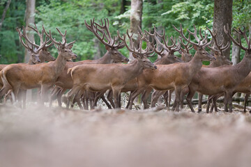 Cerf élaphe en velour en forêt à l'affût /Red deer in the forest