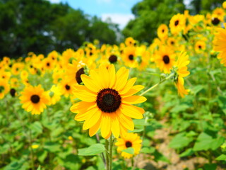 ヒマワリ（サンフィニティ）