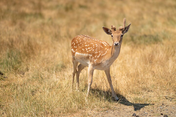 Naklejka premium Little deer in a field or zoo or reserve, wildlife in Africa