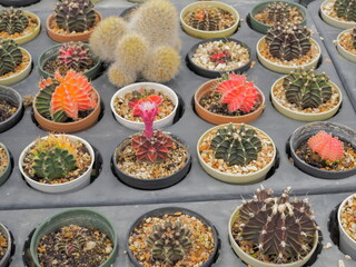 Soft focus Gymnocalycium mihanovichii hybrid cactus and pink flower blossom in flower pots with many cactus blurred in background.