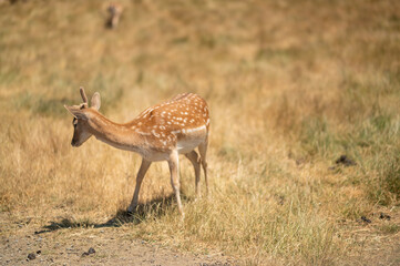 Little horned deer in a reserve or zoo on a background of dry grass