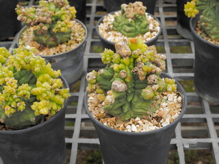 view of Gymnocalycium Montrose f. Variegata cristata cactus in flower pot with cactus blurred background.