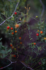 Wild berries in the forest with hard depth bokeh