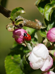 A cute little ladybug on a branch