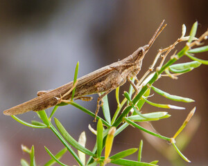grasshopper on the grass